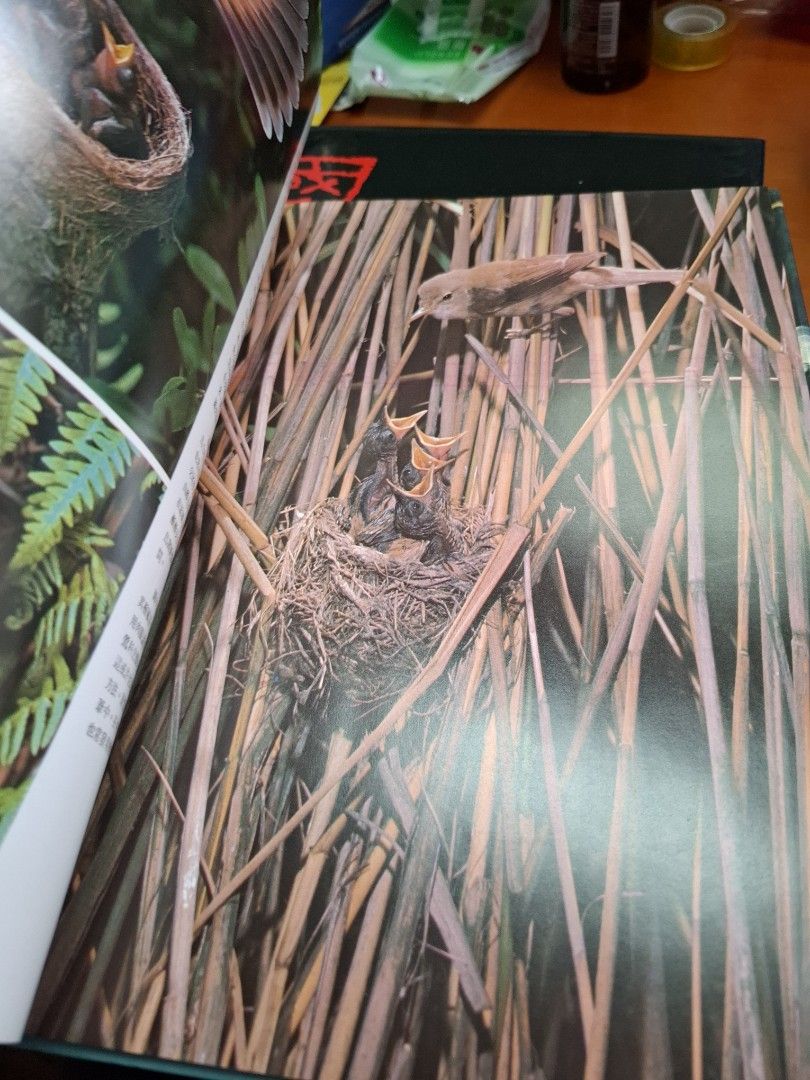 奇妙的鳥類 海洋公園自然叢書