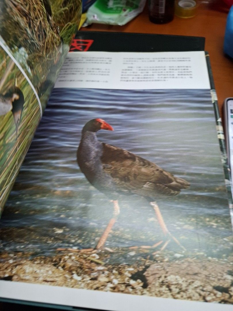 奇妙的鳥類 海洋公園自然叢書